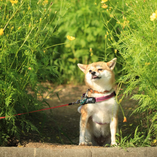 nekotaka photo 1