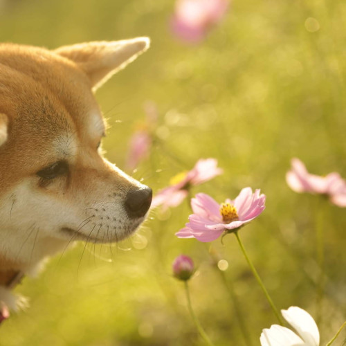 nekotaka photo 6