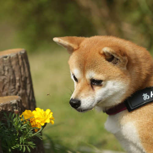 nekotaka photo 4