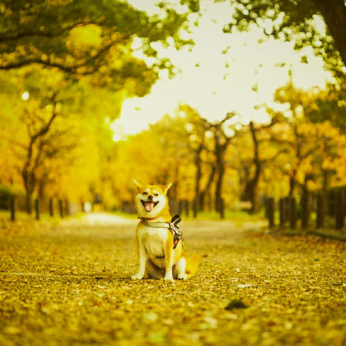 nekotaka photo 7