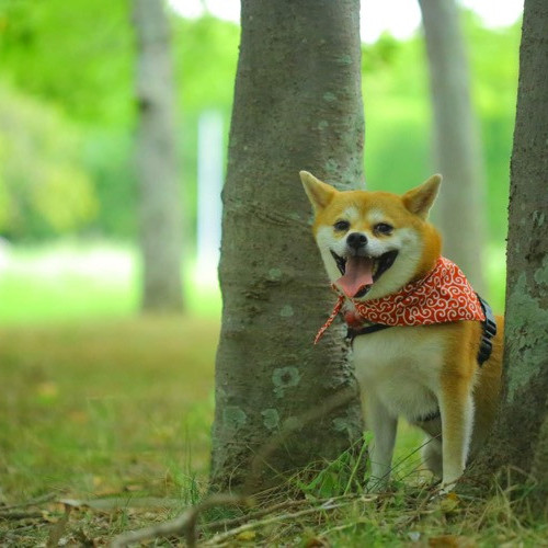 nekotaka photo 8