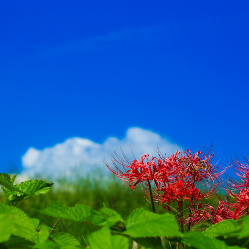 nekotakaphoto photo 2