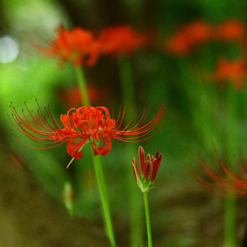 nekotakaphoto photo 7