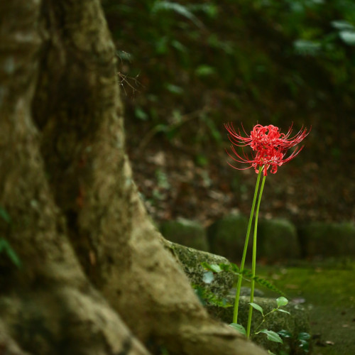 nekotakaphoto photo 8